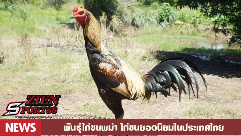 พันธุ์ไก่ชนพม่า