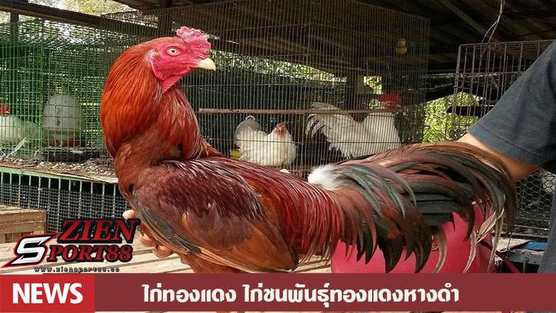 ไก่ทองแดง