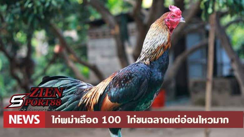 ไก่พม่าเลือด 100