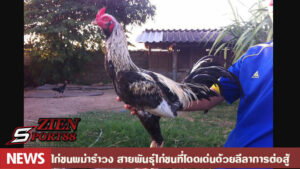 ไก่ชนพม่ารำวง