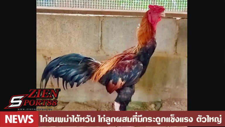ไก่ชนพม่าไต้หวัน